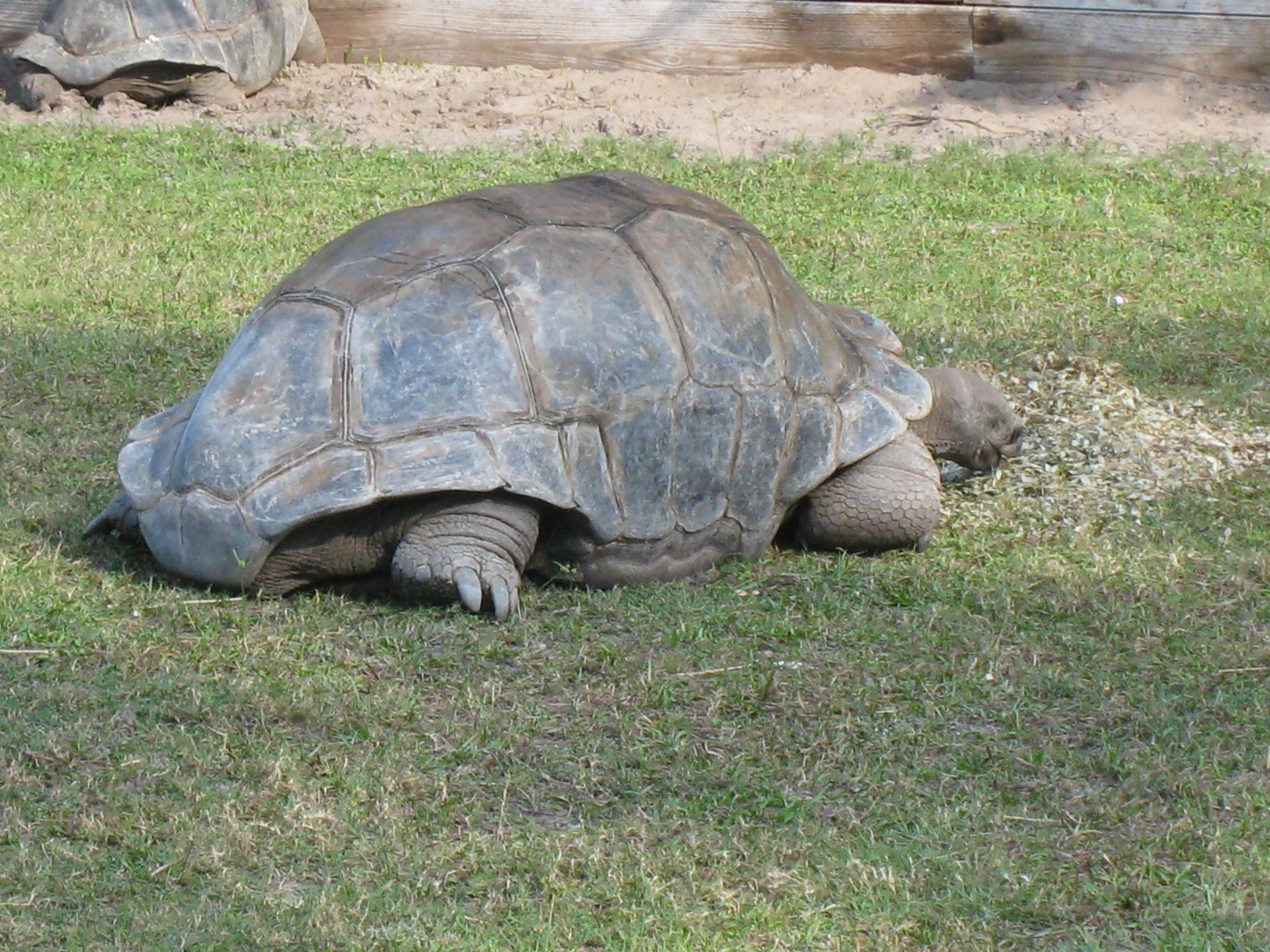 ALDABRA BREEDER