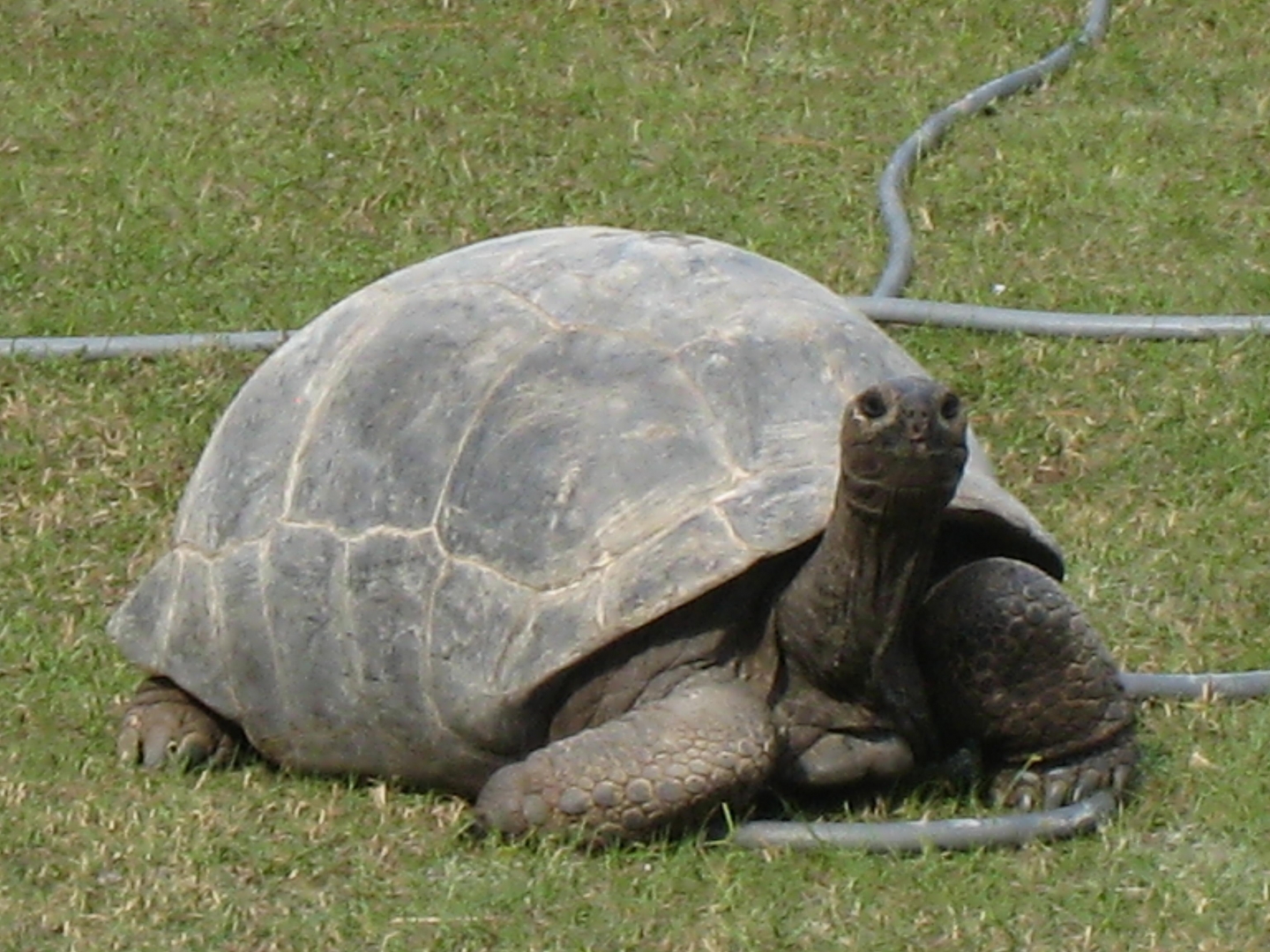 ALDABRA BREEDER