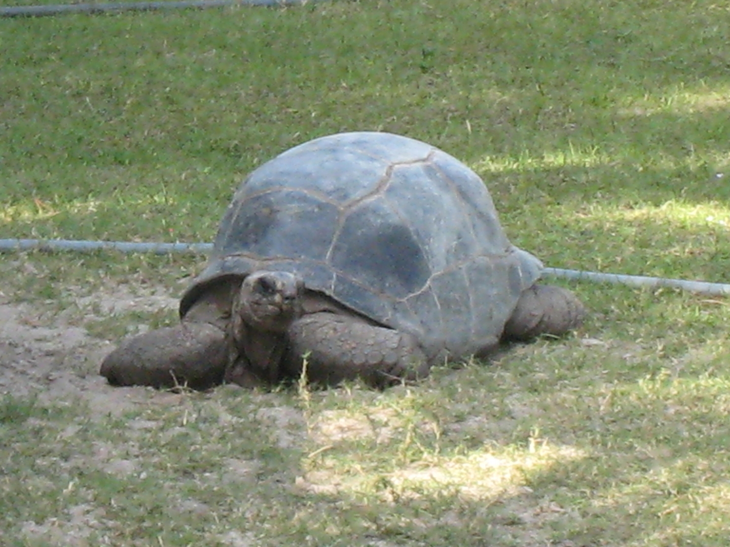 ALDABRA BREEDER