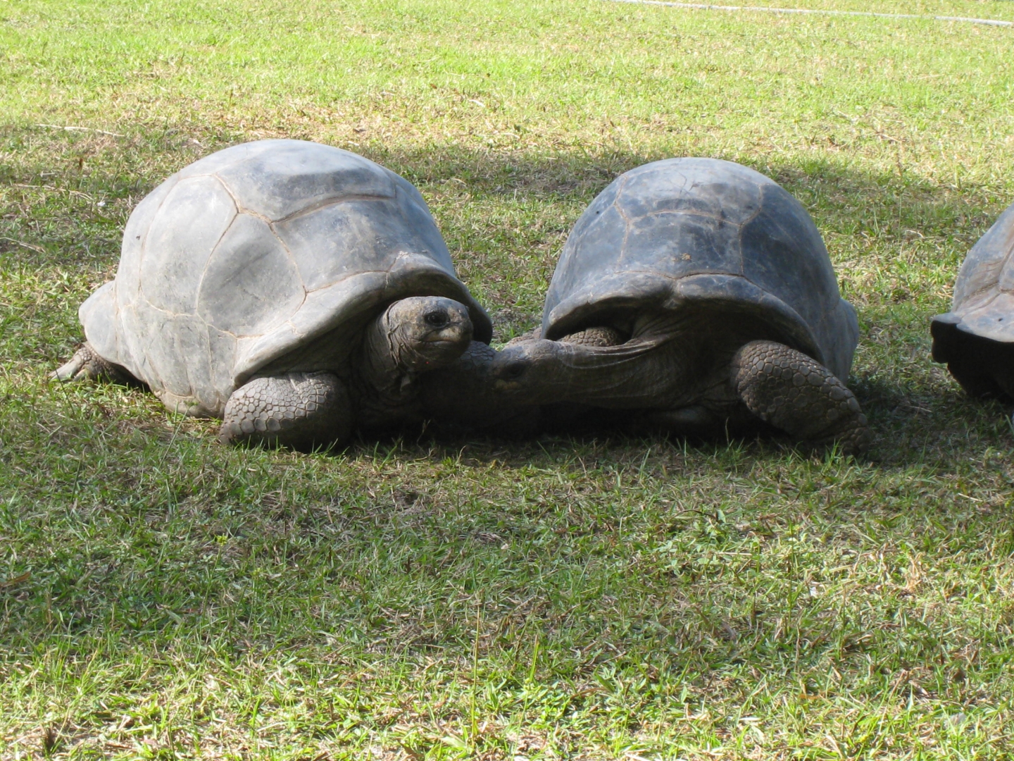ALDABRA BREEDER