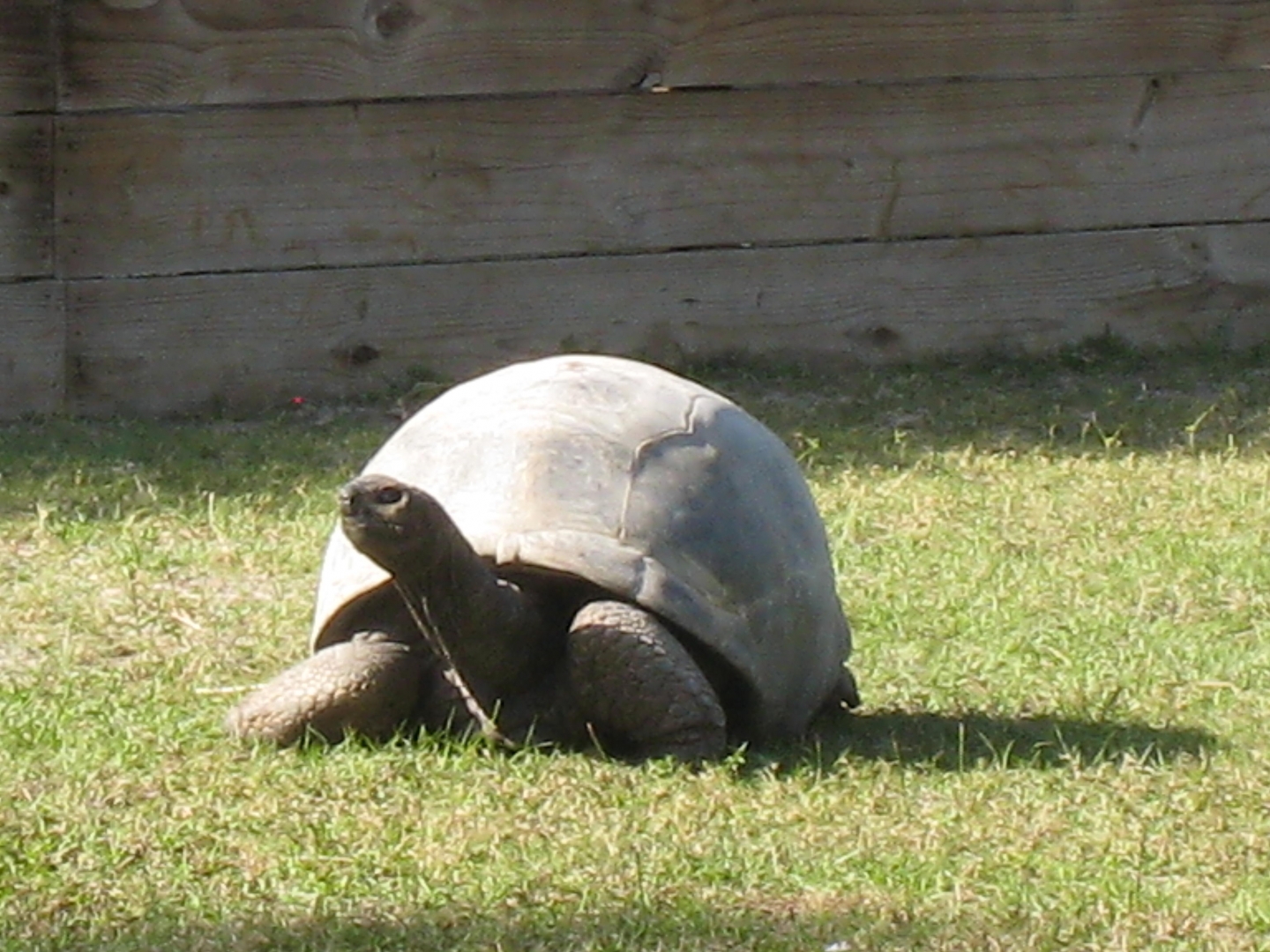 ALDABRA BREEDER