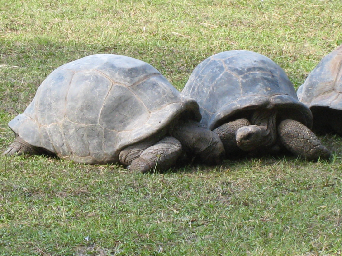 ALDABRA BREEDER