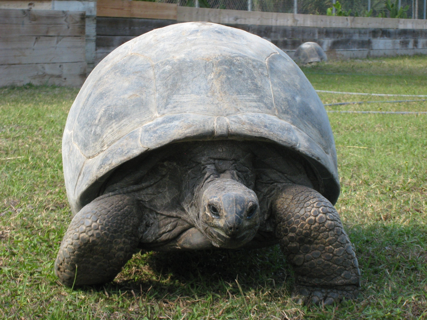 ALDABRA BREEDER