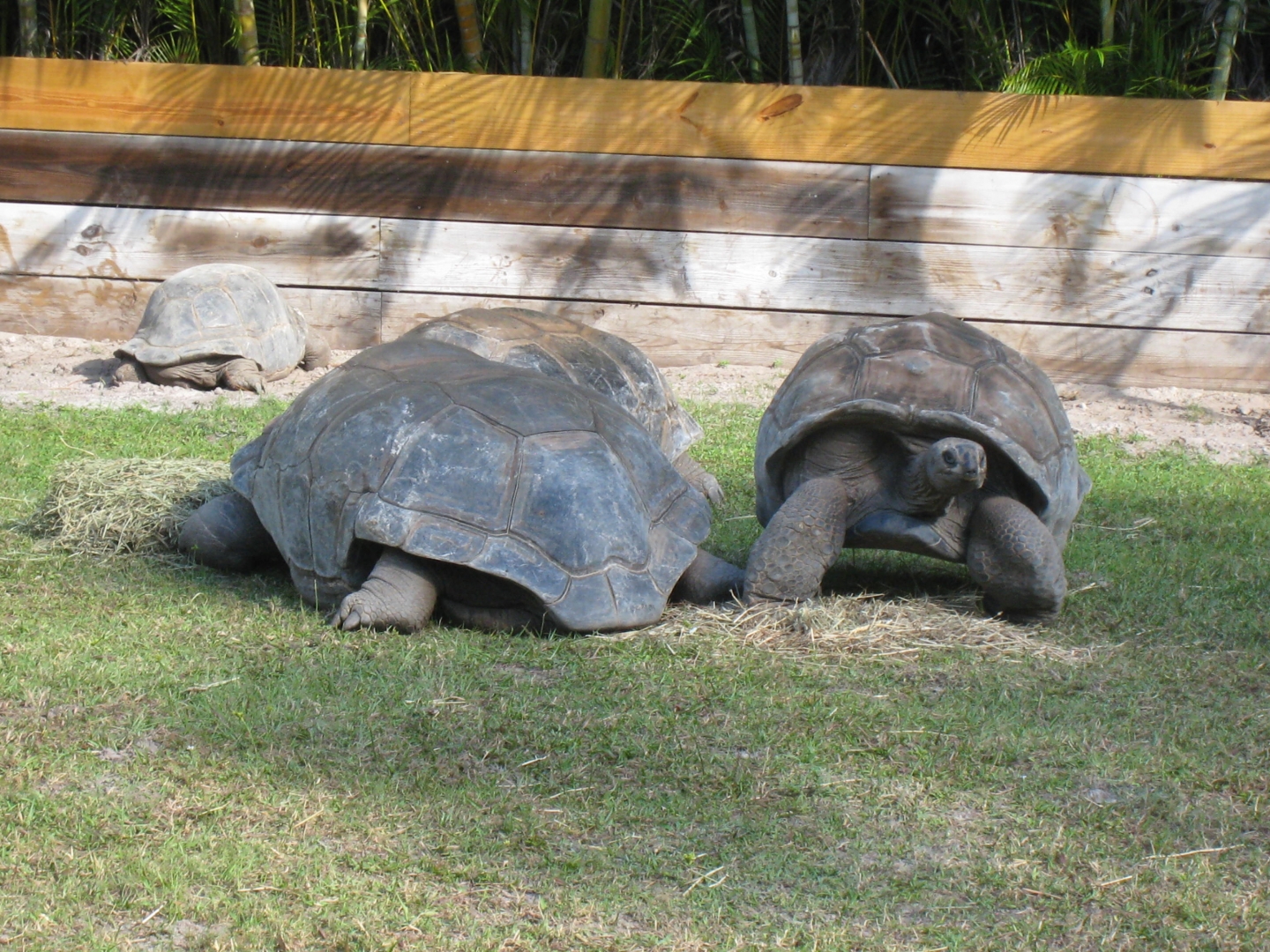 ALDABRA BREEDER