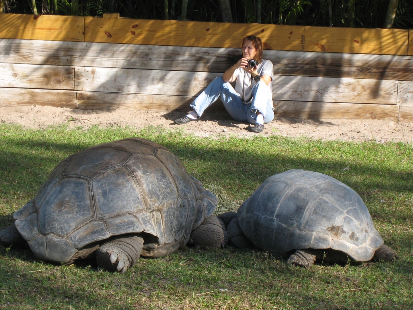 ALDABRA BREEDER