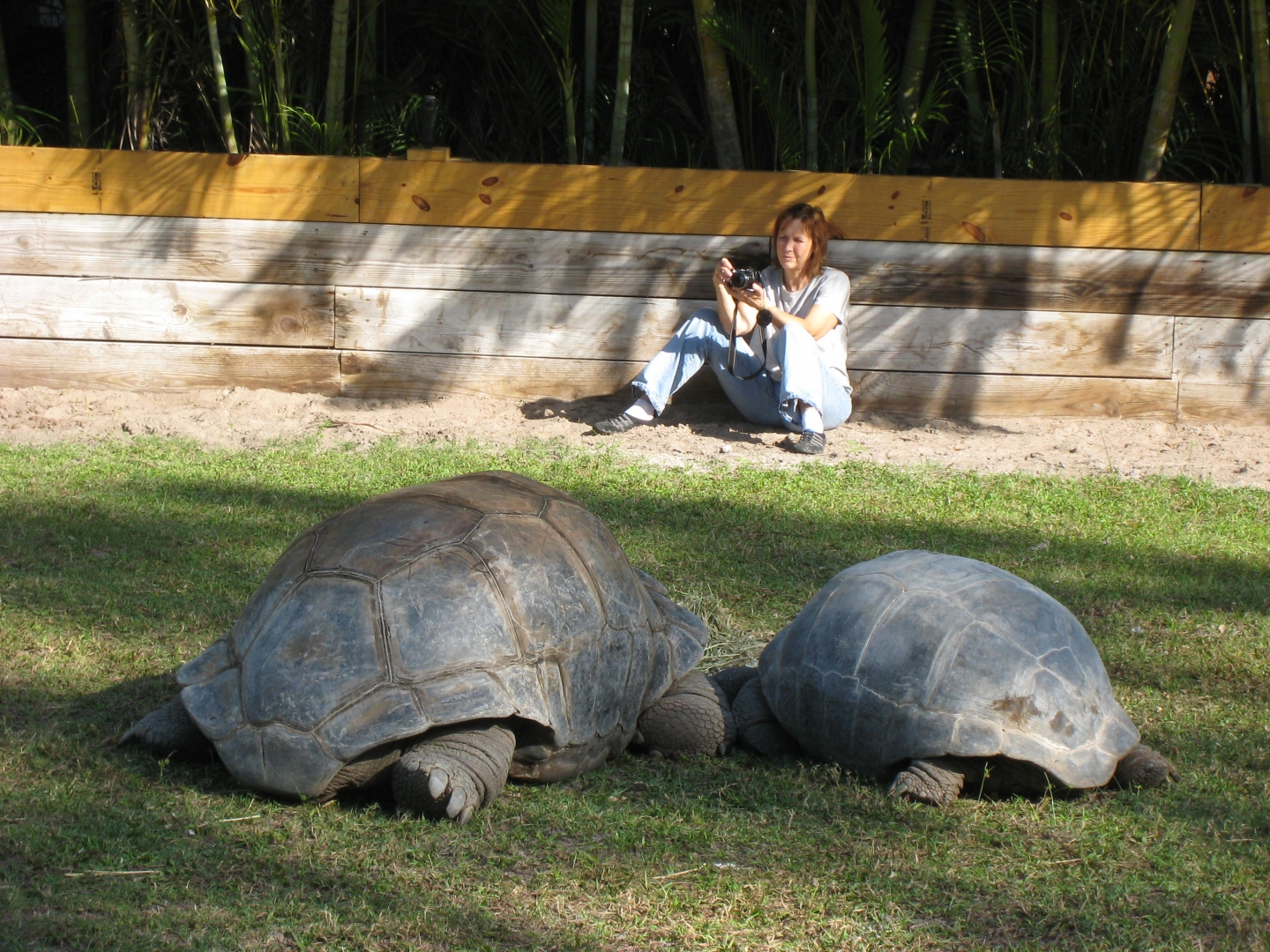 ALDABRA BREEDER