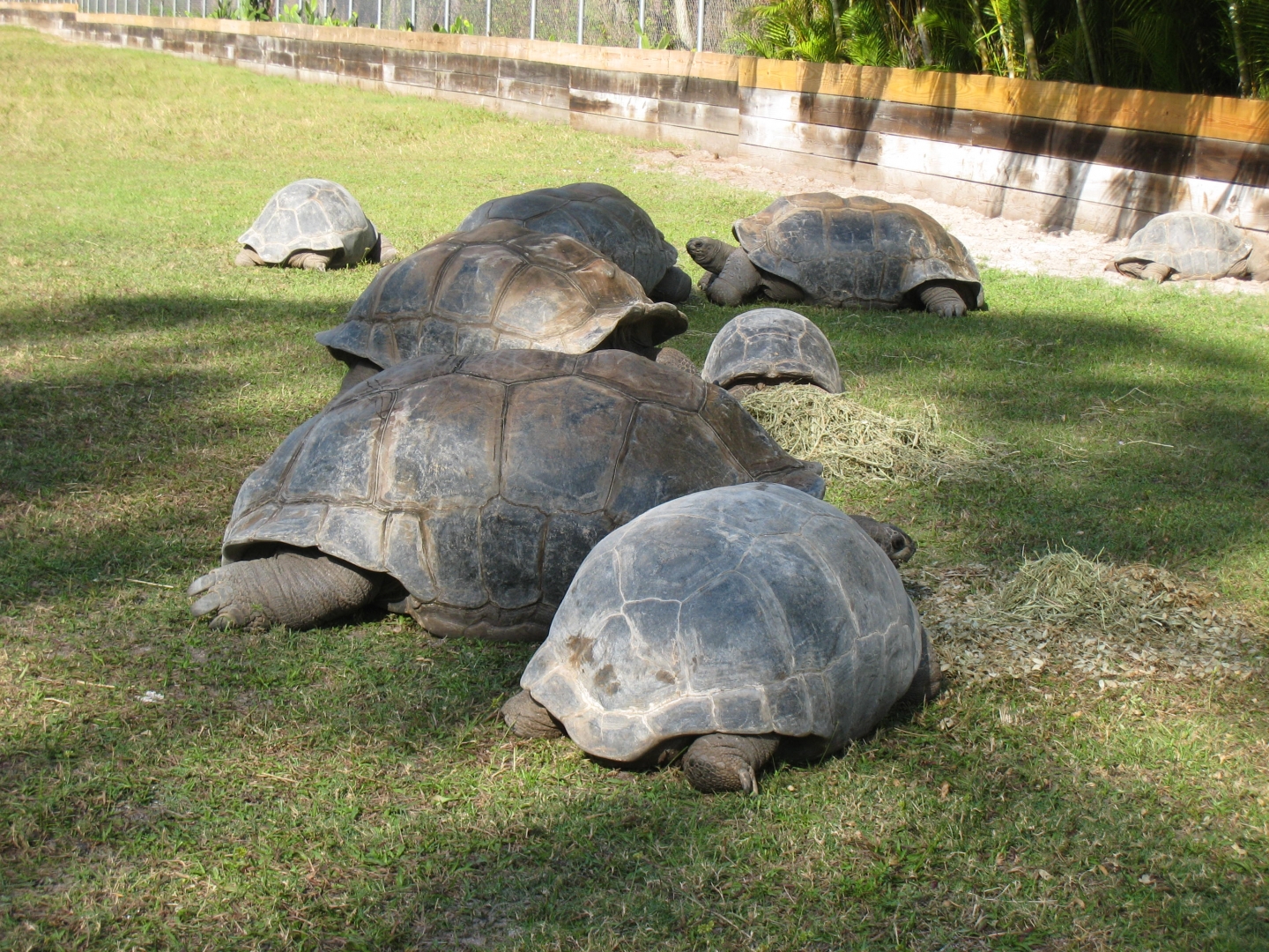 ALDABRA BREEDER