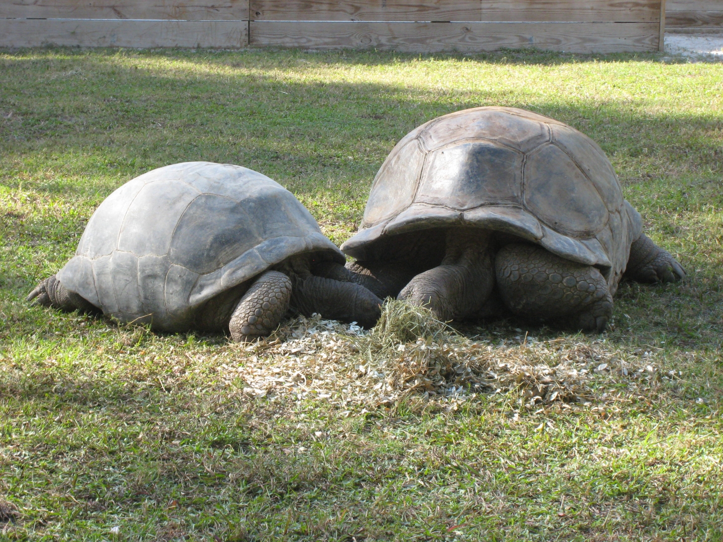 ALDABRA BREEDER