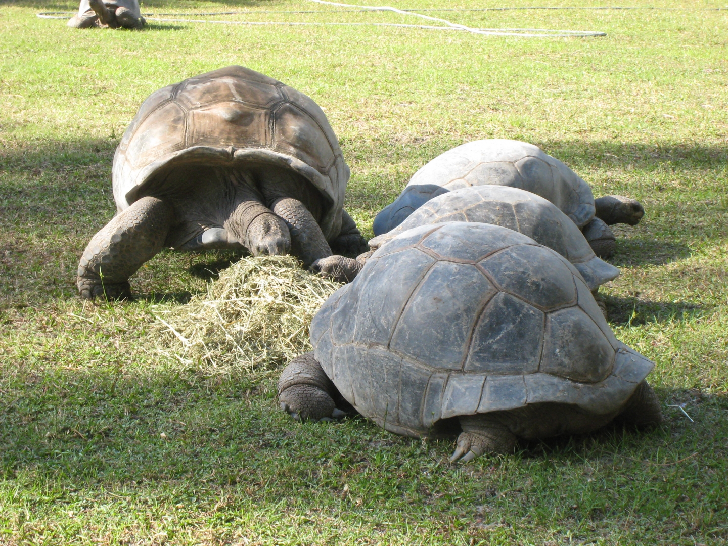 ALDABRA BREEDER
