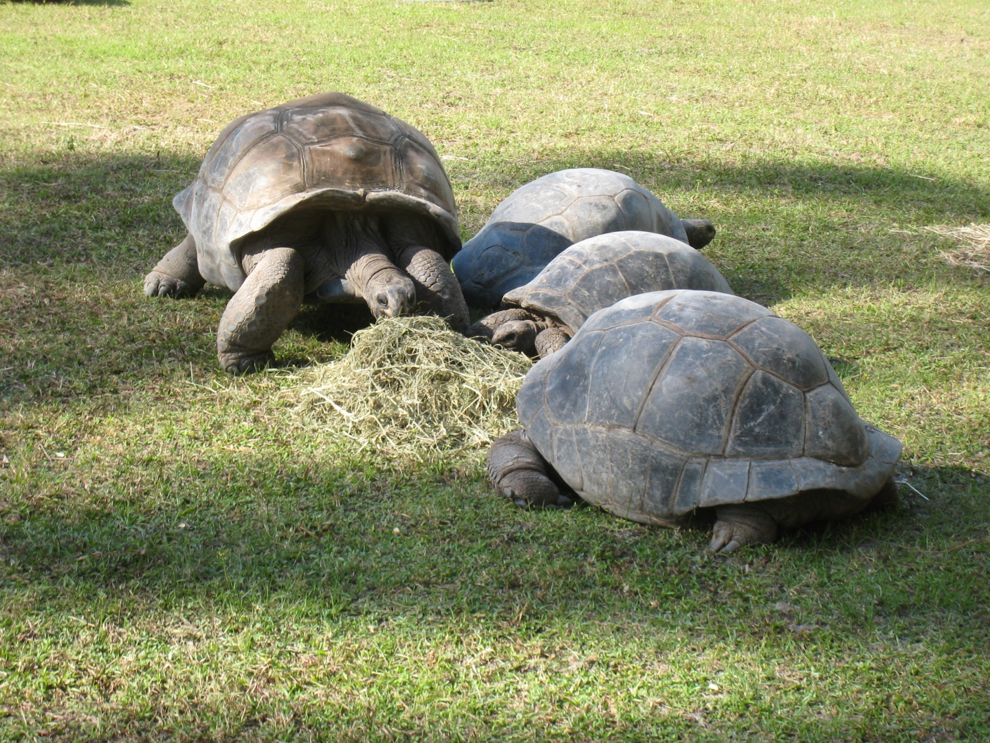 ALDABRA BREEDER