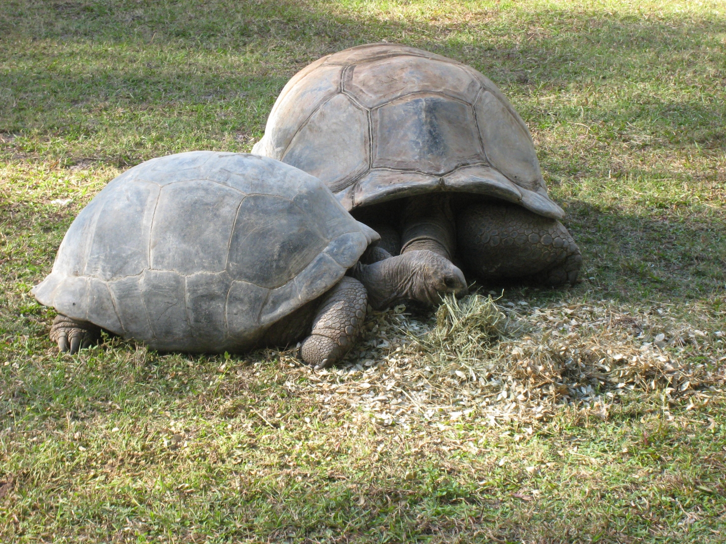 ALDABRA BREEDER