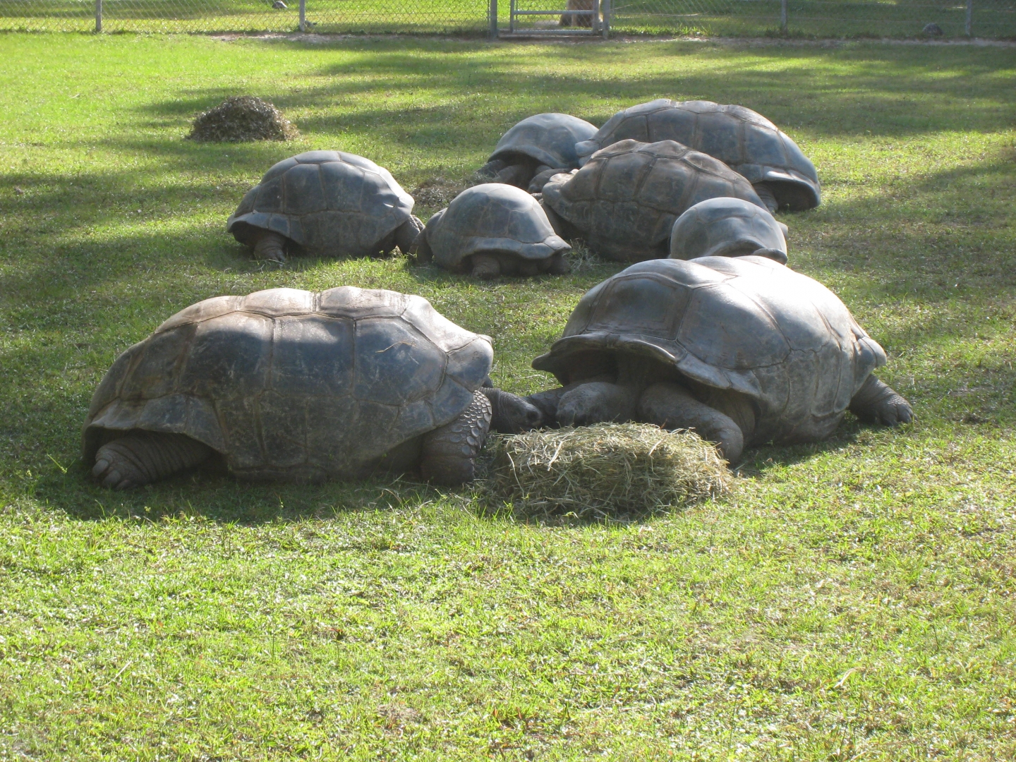 ALDABRA BREEDER