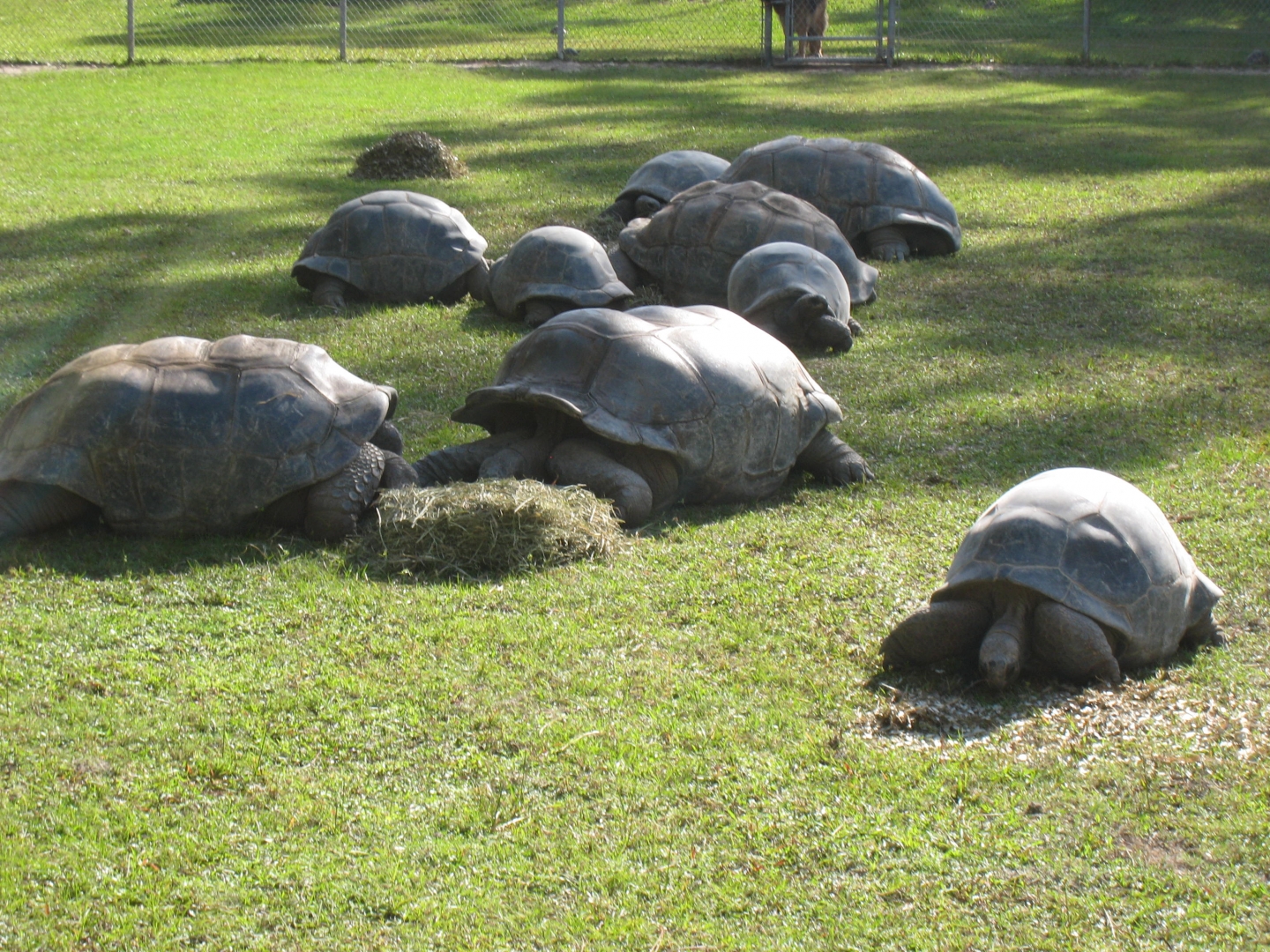 ALDABRA BREEDER