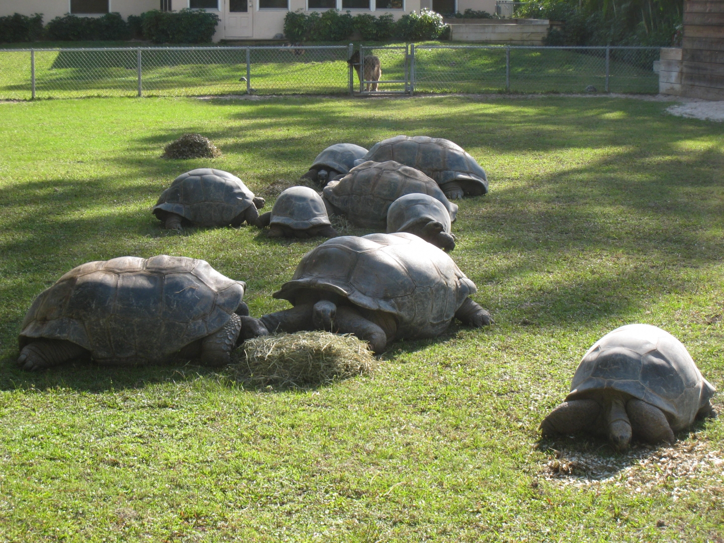 ALDABRA BREEDER