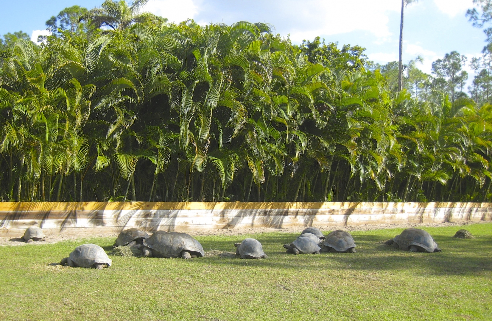 ALDABRA BREEDER