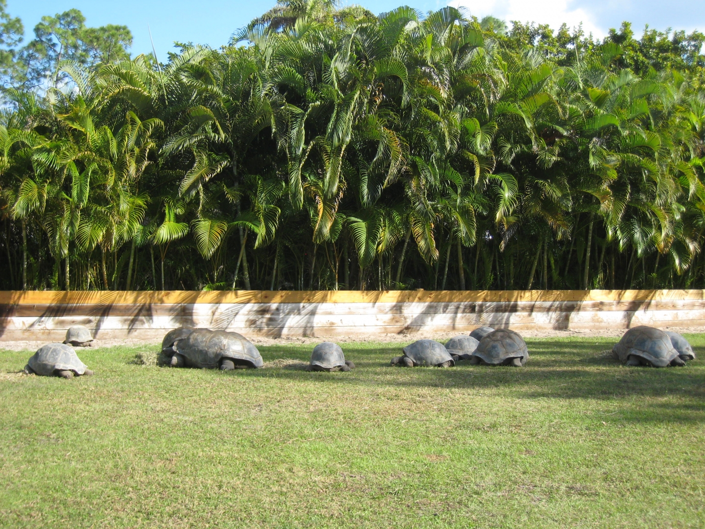 ALDABRA BREEDER
