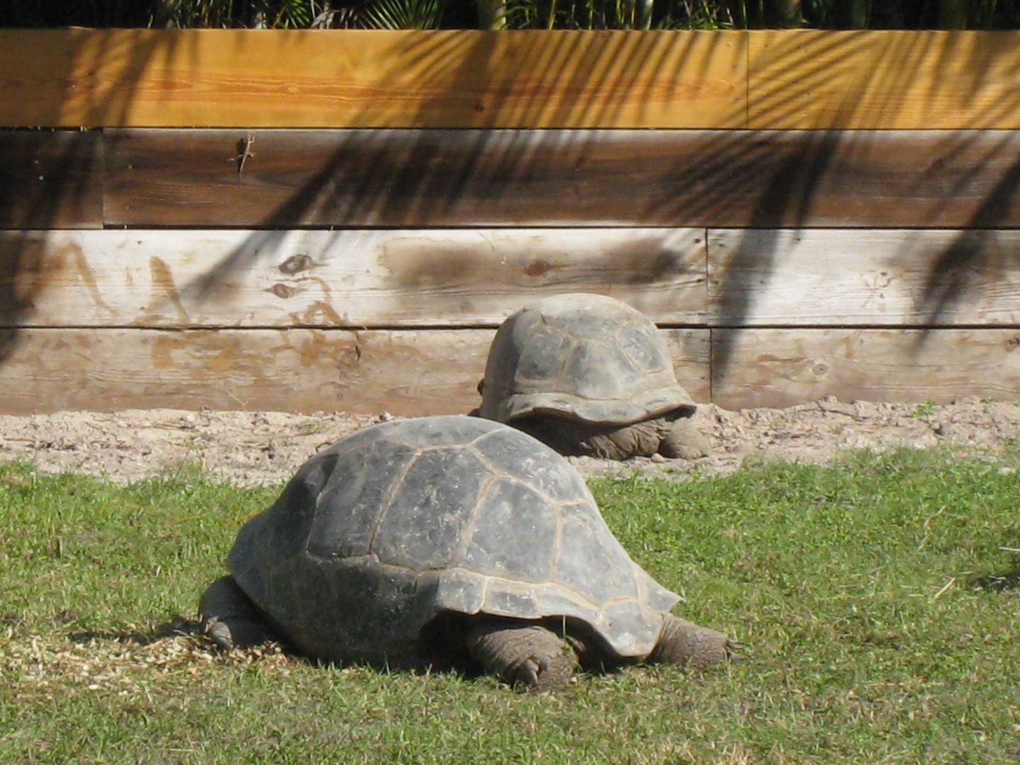 ALDABRA BREEDER