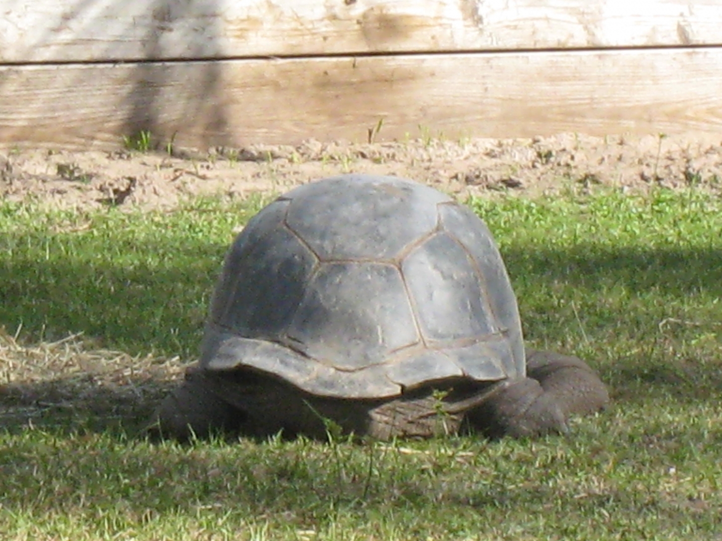 ALDABRA BREEDER