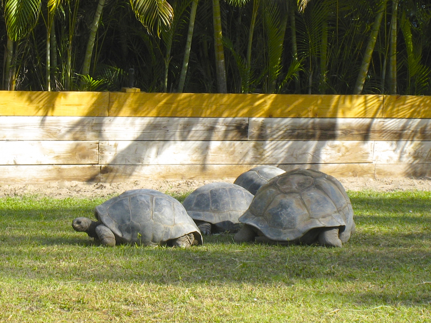 ALDABRA BREEDER