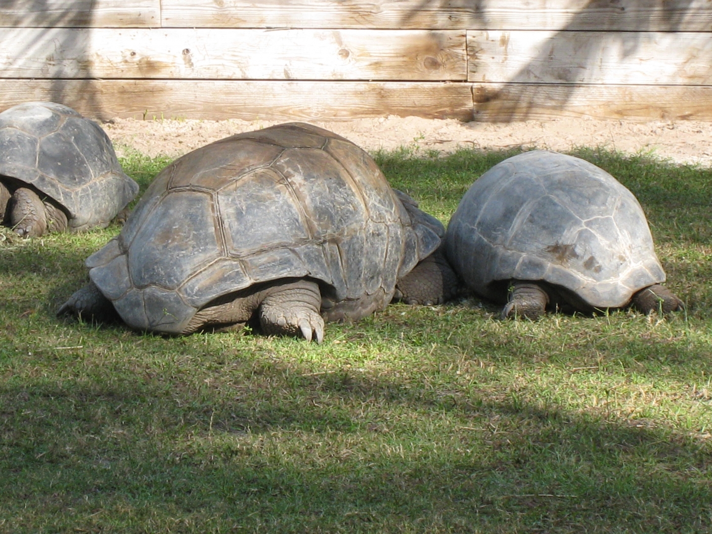 ALDABRA BREEDER