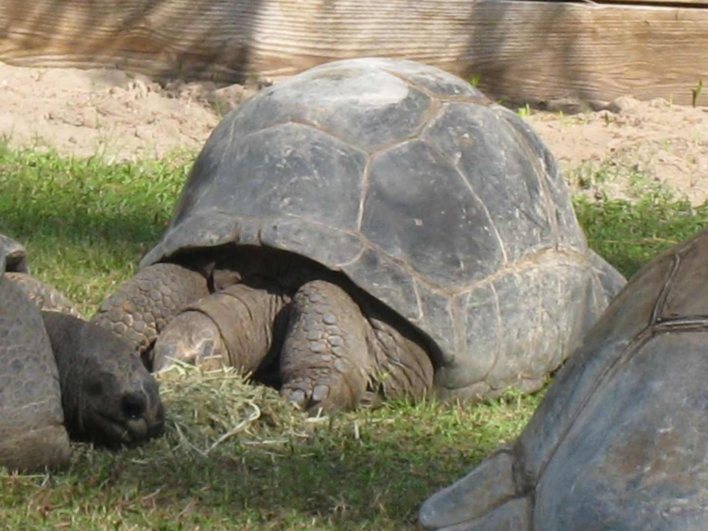 ALDABRA BREEDER