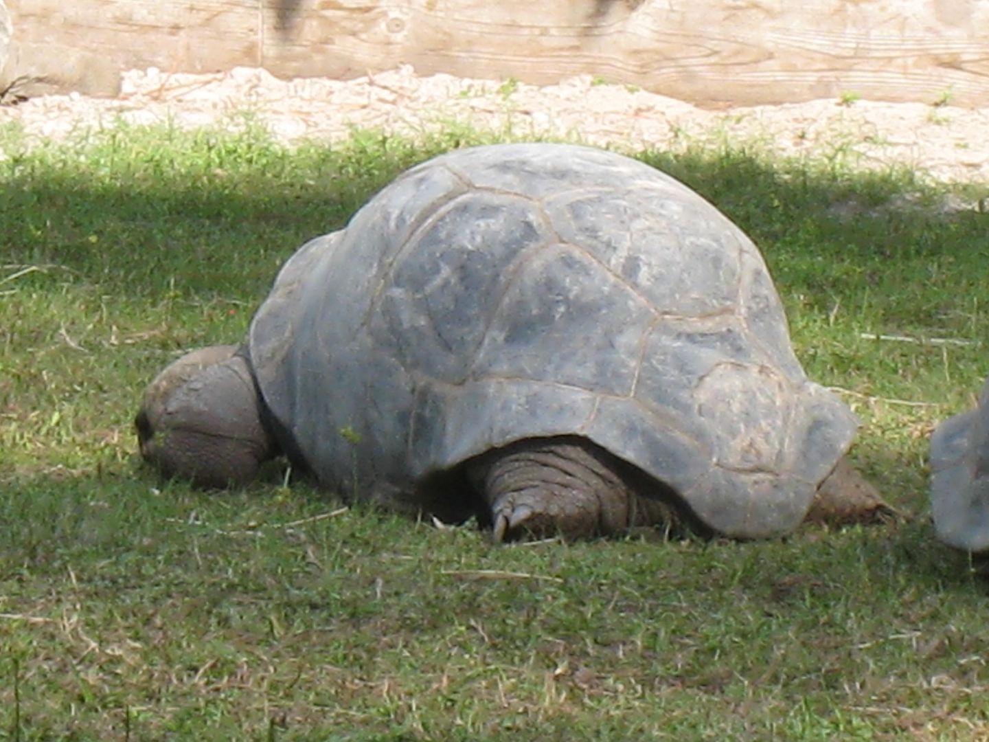 ALDABRA BREEDER
