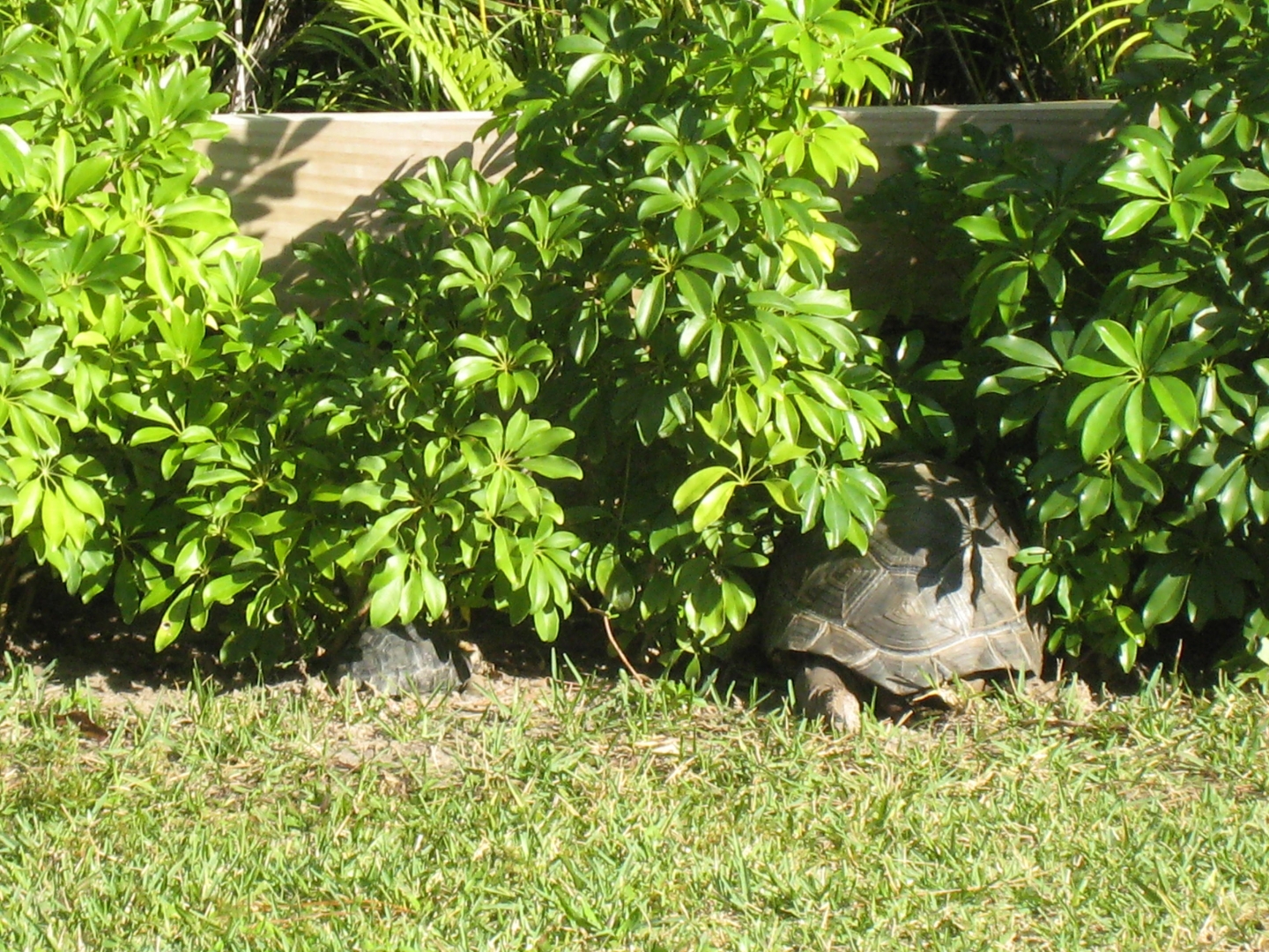 ALDABRA BREEDER