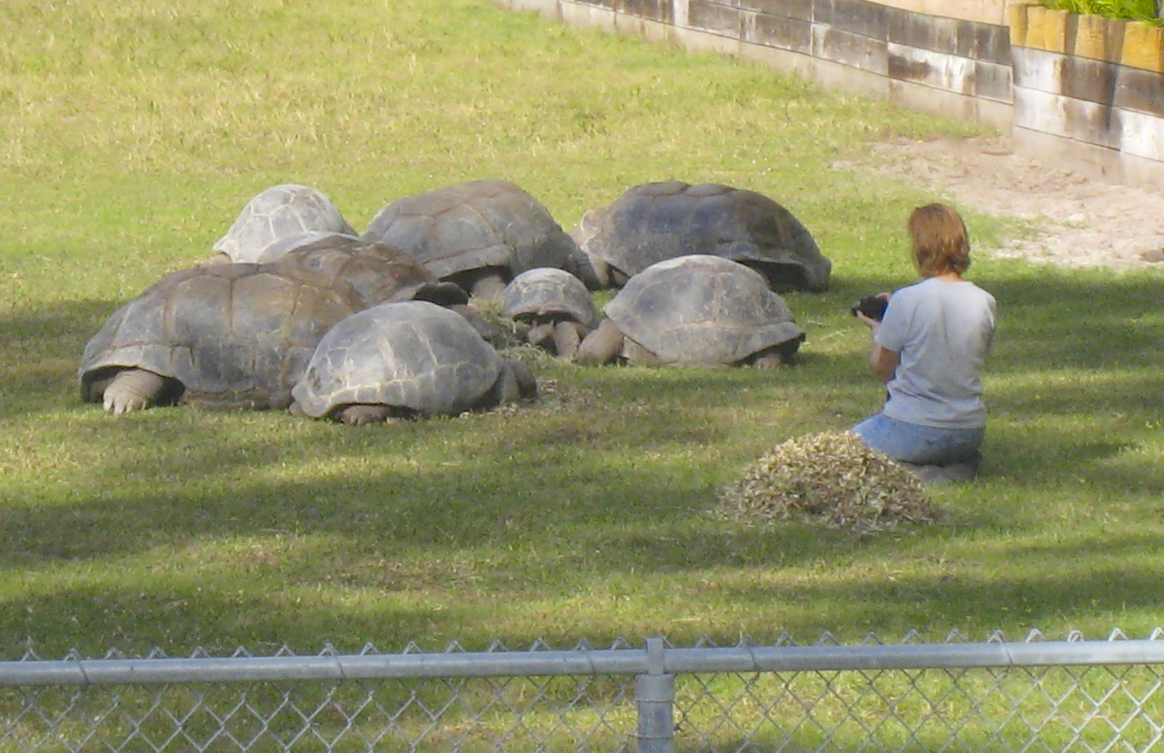 ALDABRA BREEDER