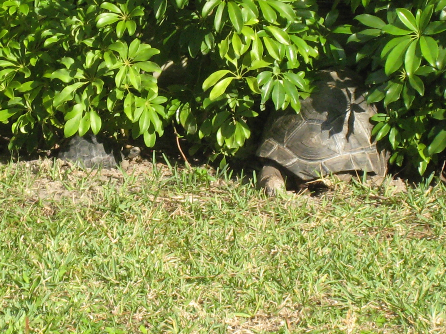 ALDABRA BREEDER