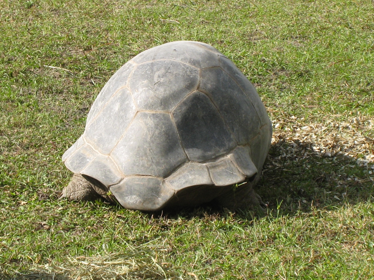 ALDABRA BREEDER