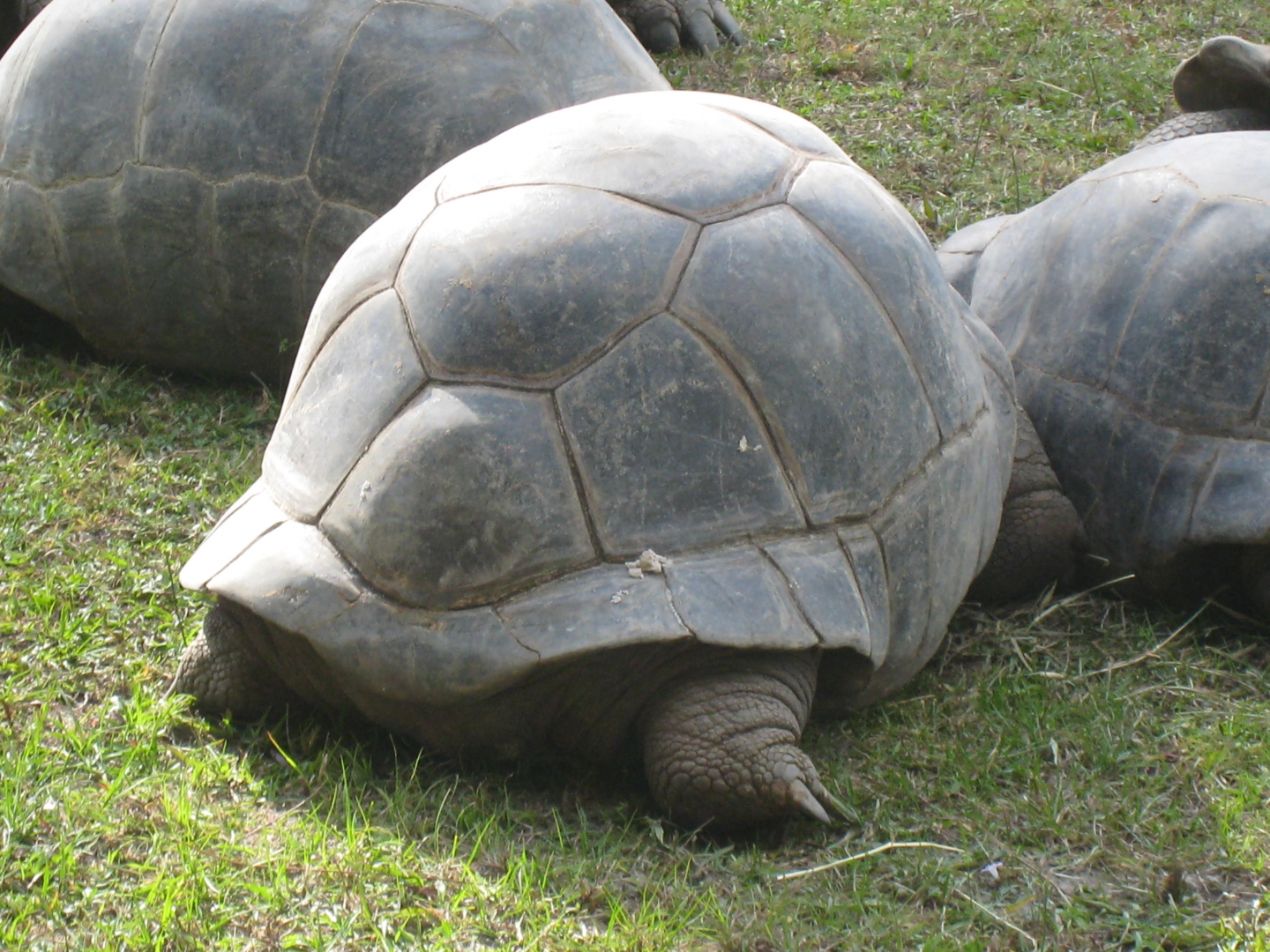 ALDABRA BREEDER