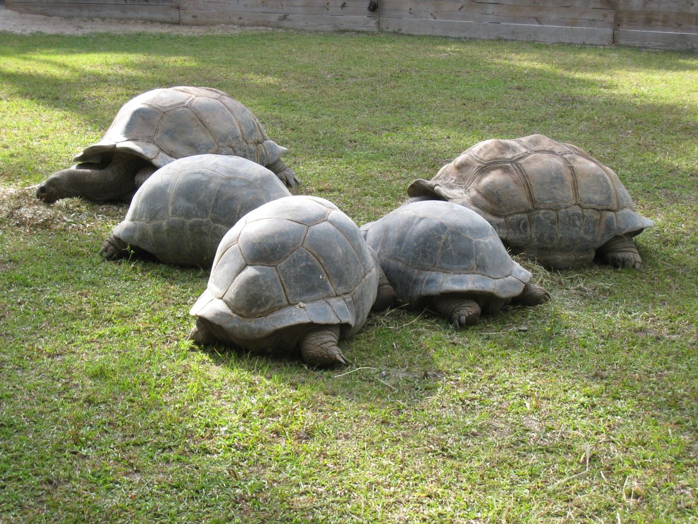 ALDABRA BREEDER