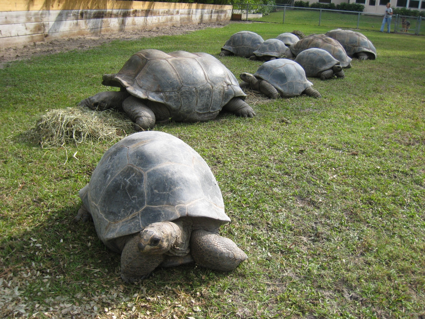 ALDABRA BREEDER