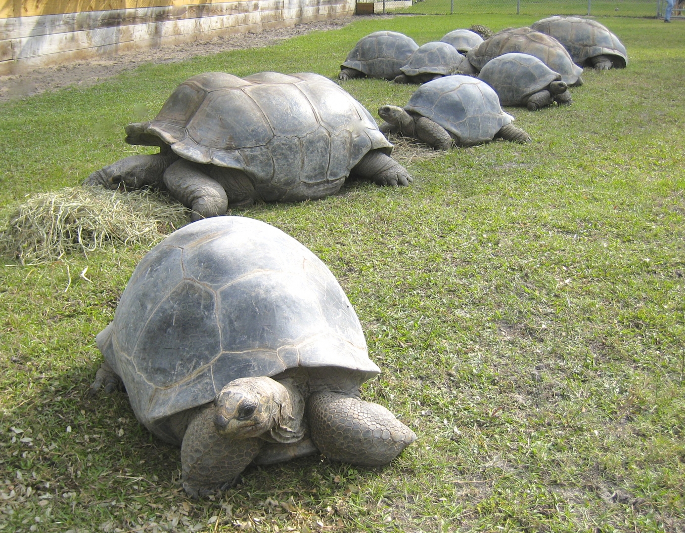 ALDABRA BREEDER
