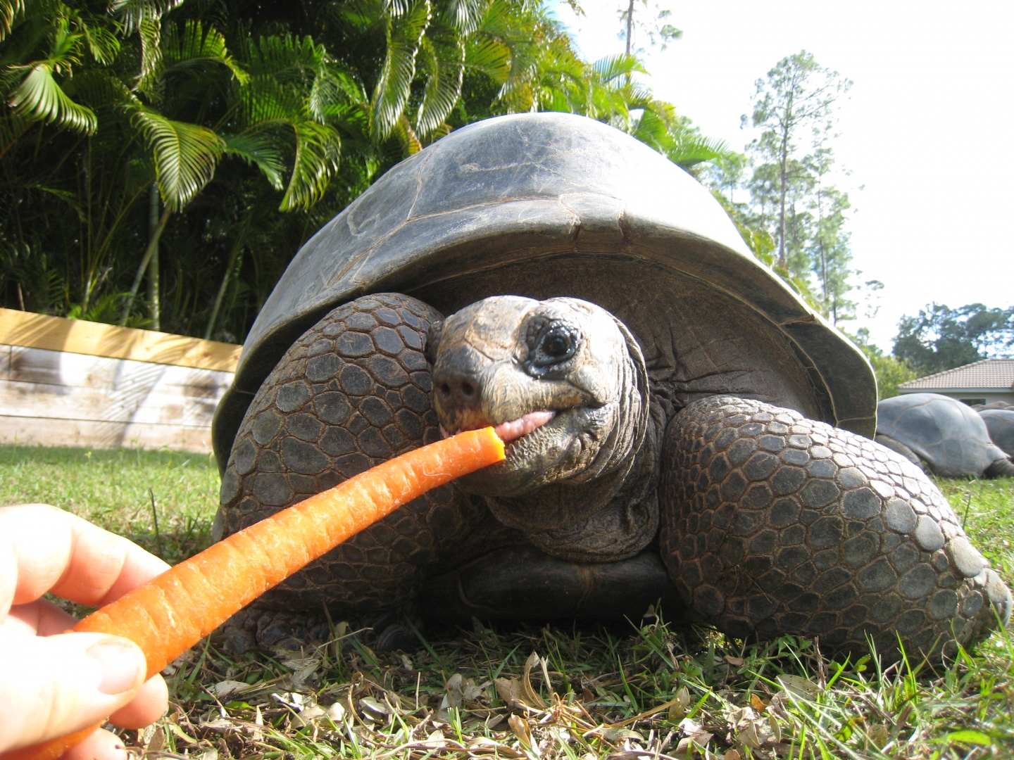 ALDABRA BREEDER