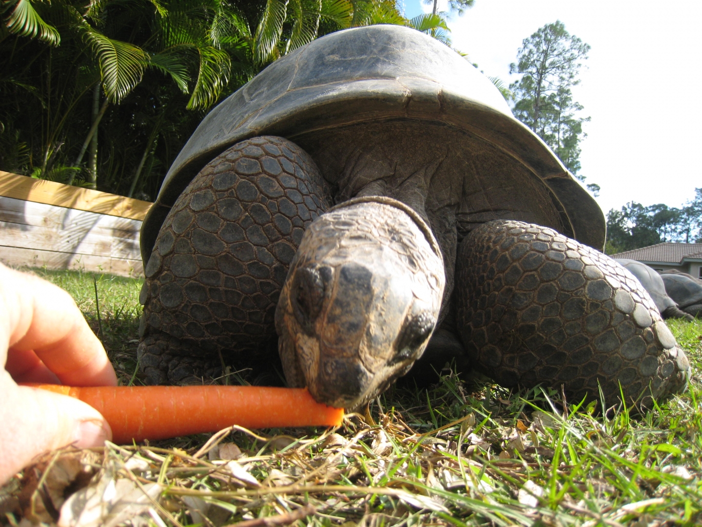 ALDABRA BREEDER