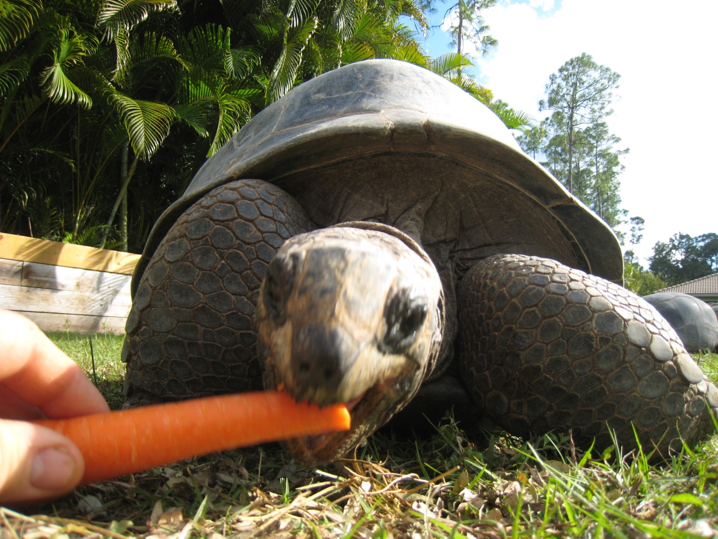 ALDABRA BREEDER