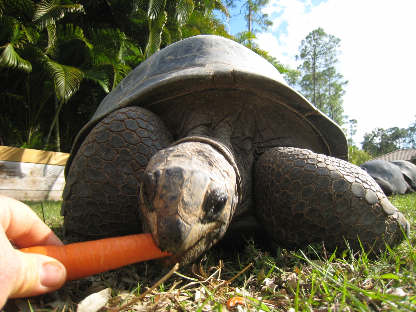 ALDABRA BREEDER
