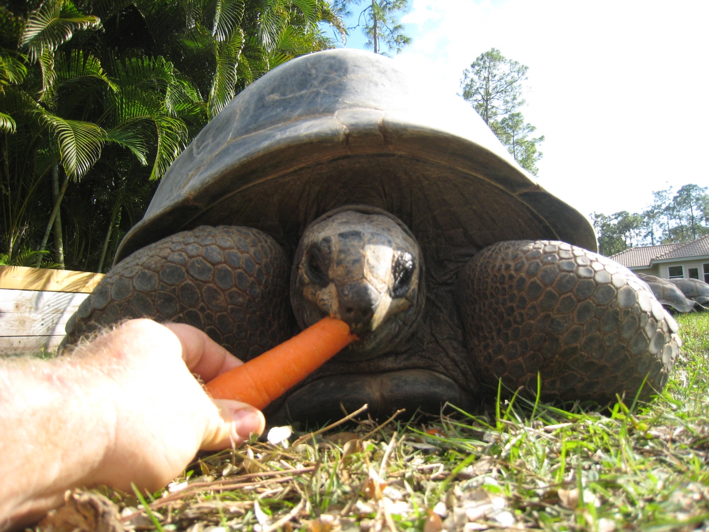 ALDABRA BREEDER