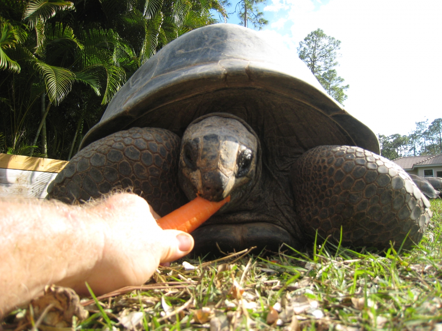 ALDABRA BREEDER