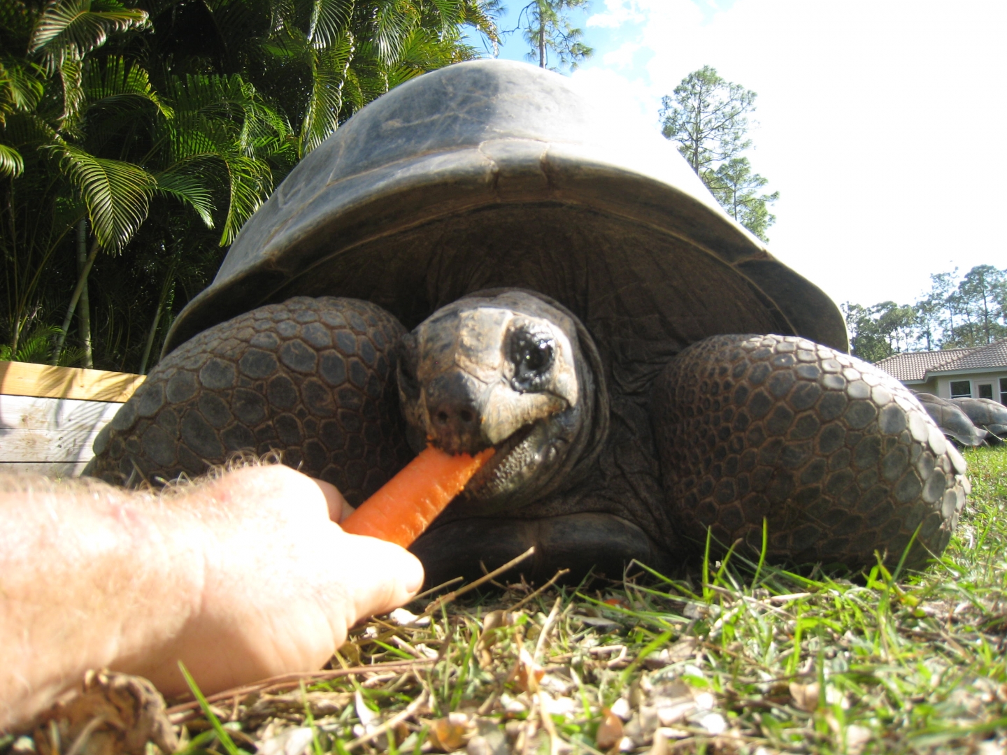 ALDABRA BREEDER