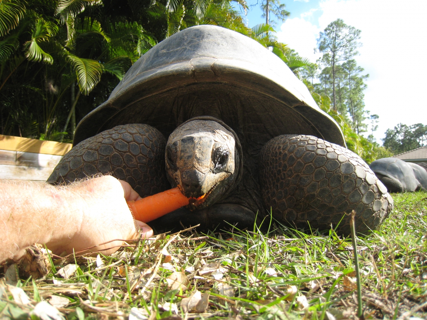 ALDABRA BREEDER