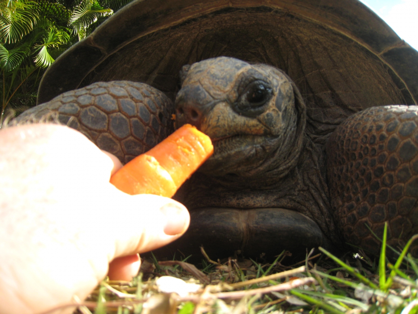 ALDABRA BREEDER