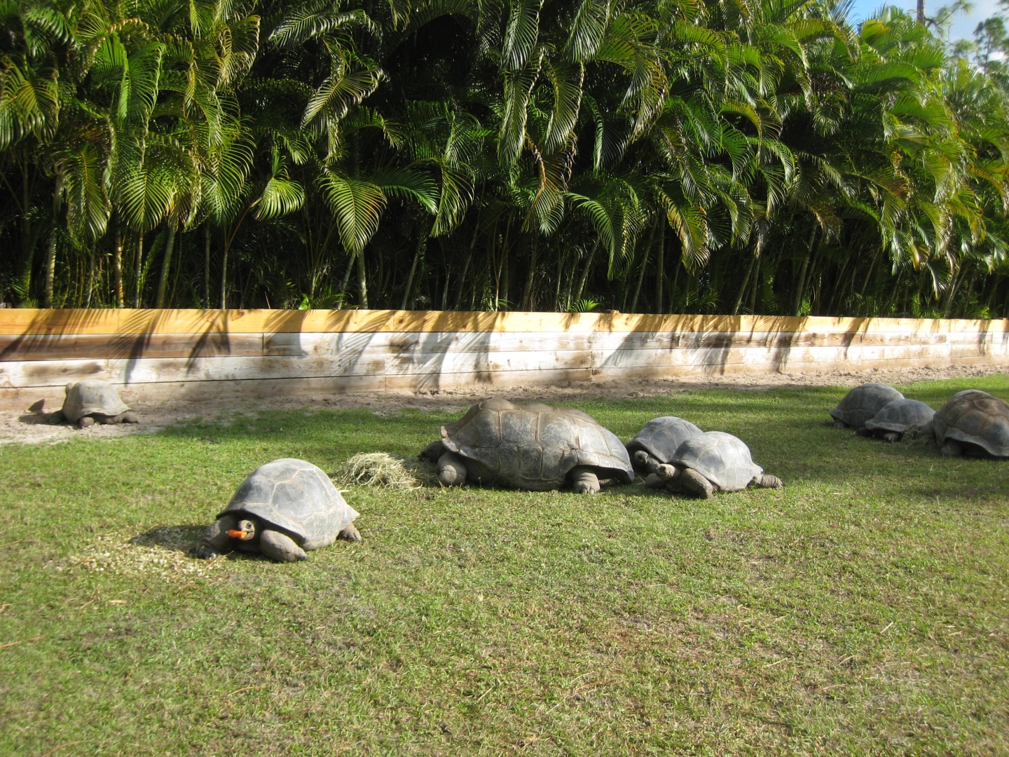 ALDABRA BREEDER