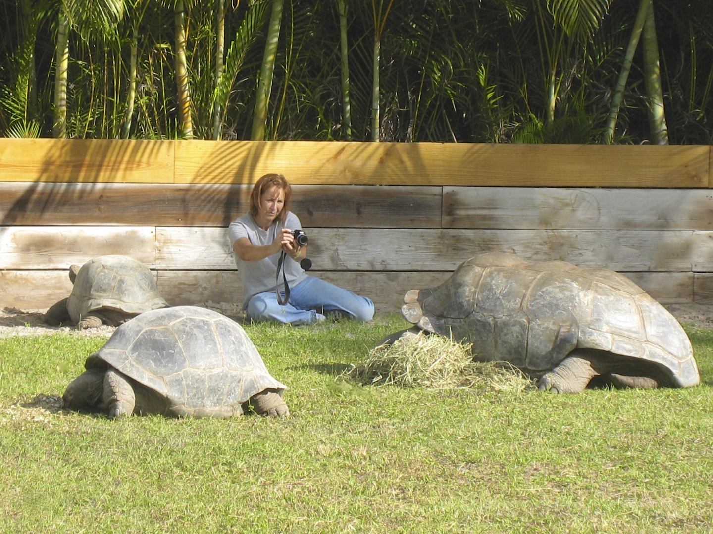ALDABRA BREEDER