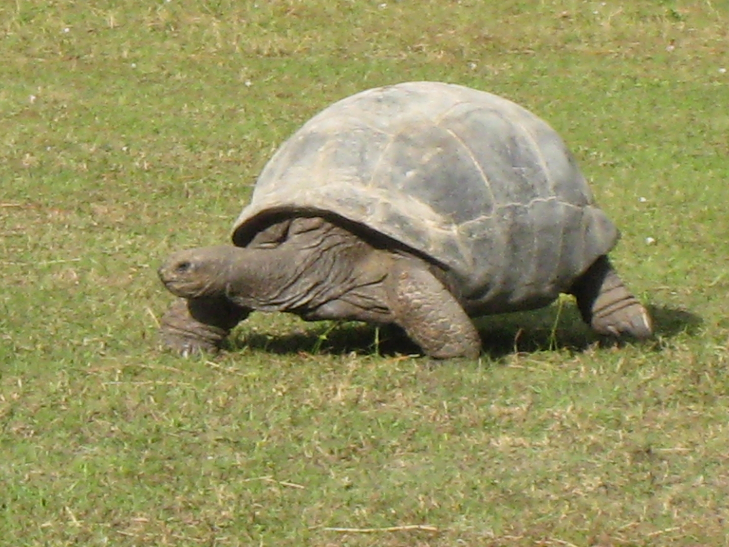 ALDABRA BREEDER
