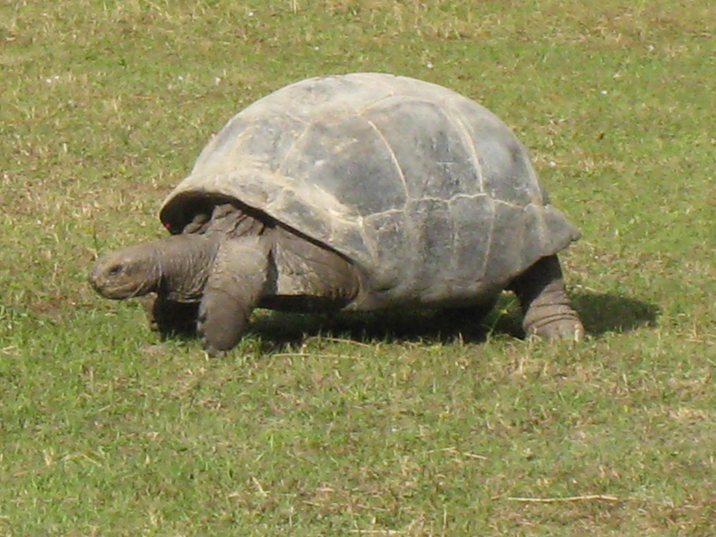 ALDABRA BREEDER