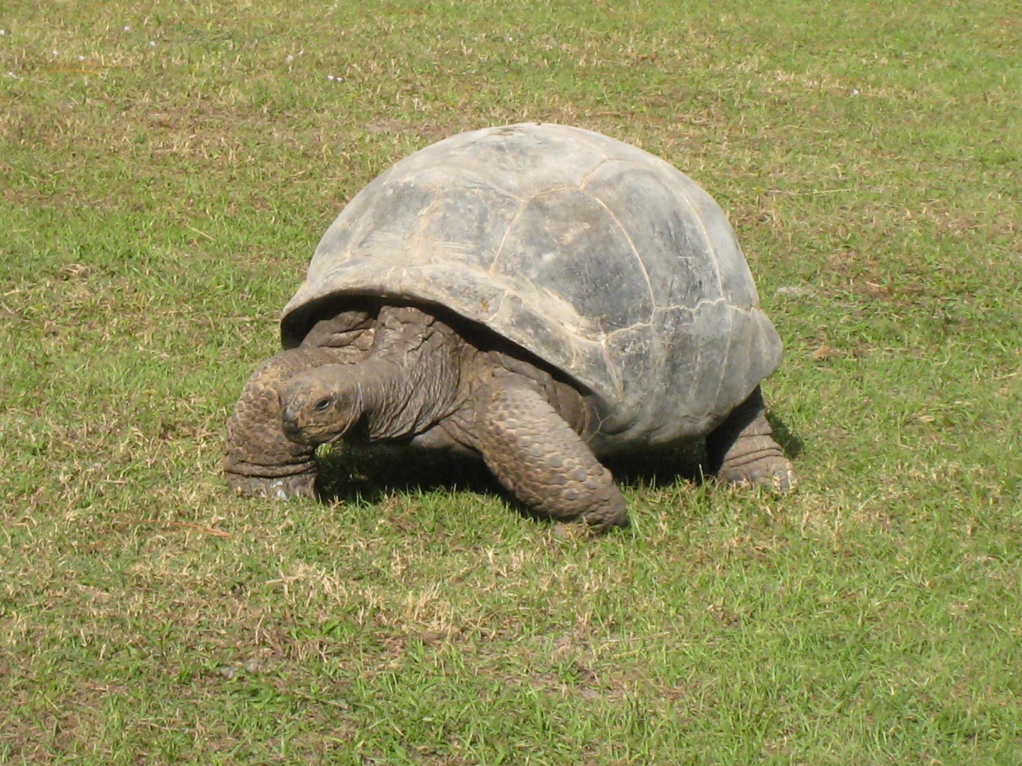 ALDABRA BREEDER