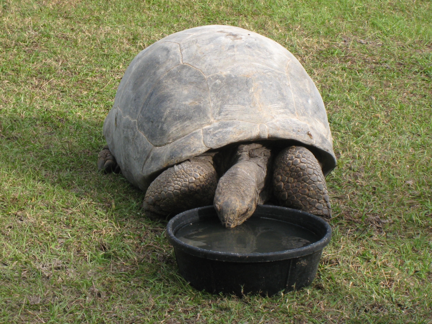 ALDABRA BREEDER