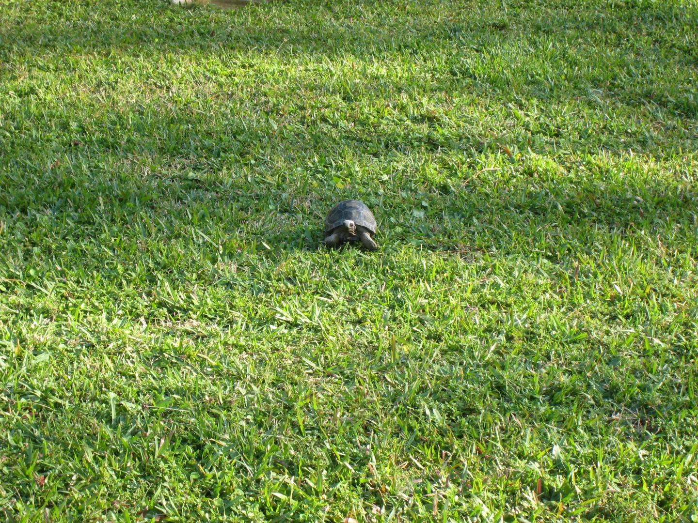 ALDABRA BREEDER